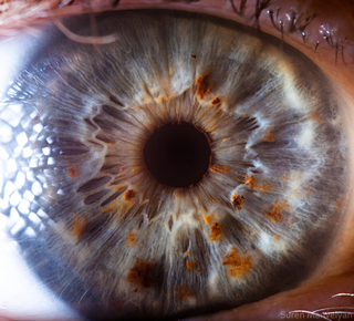 Illustration for article titled I Can't Stop Looking at These Macros of "Your Beautiful Eyes"